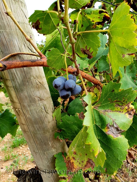 Sunday_Vineyard_Stroll13_10.14.18_TWW