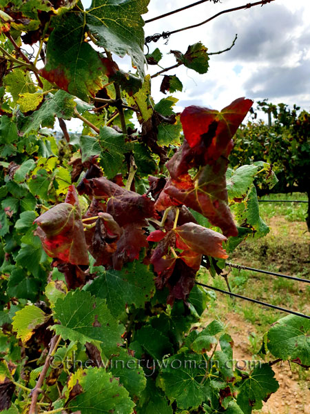 Sunday_Vineyard_Stroll15_10.14.18_TWW
