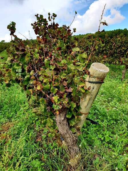 Sunday_Vineyard_Stroll17_10.14.18_TWW