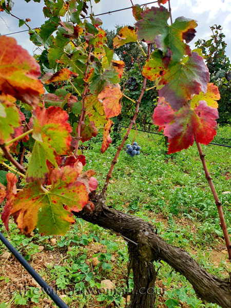 Sunday_Vineyard_Stroll25_10.14.18_TWW
