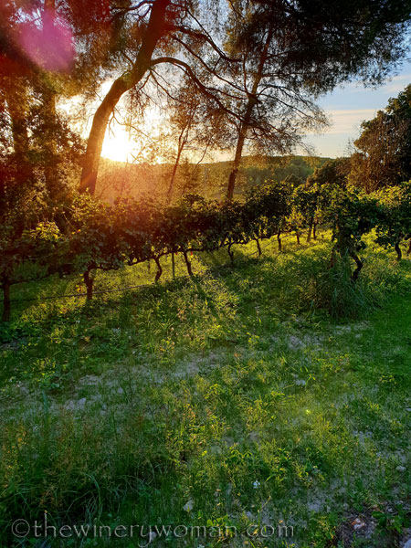 Sunlight_on_the_vineyard2_10.2.18_TWW