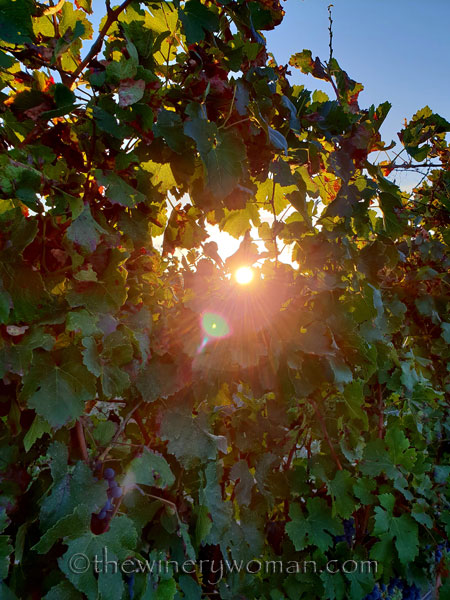 Sunlight_on_the_vineyard3_10.2.18_TWW