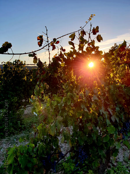 Sunlight_on_the_vineyard4_10.2.18_TWW
