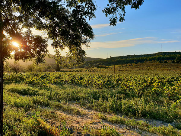 Sunlight_on_the_vineyard_10.2.18_TWW
