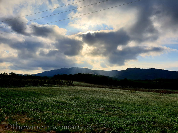 Vineyard2_10.12.18_TWW