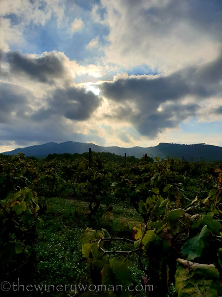 Vineyard3_10.12.18_TWW