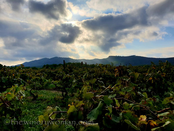 Vineyard4_10.12.18_TWW