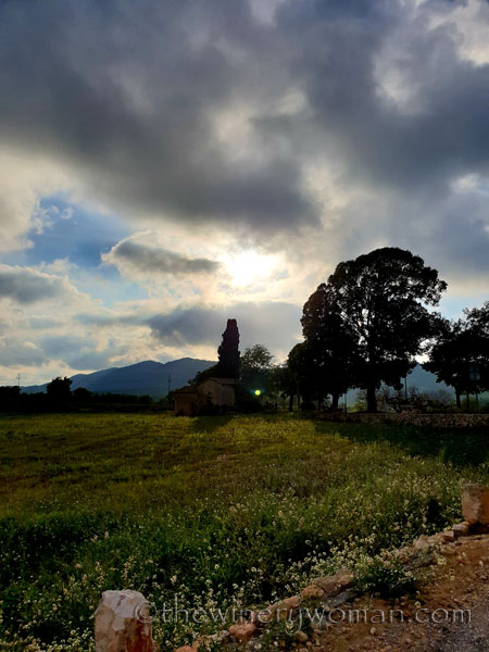 Vineyard5_10.12.18_TWW