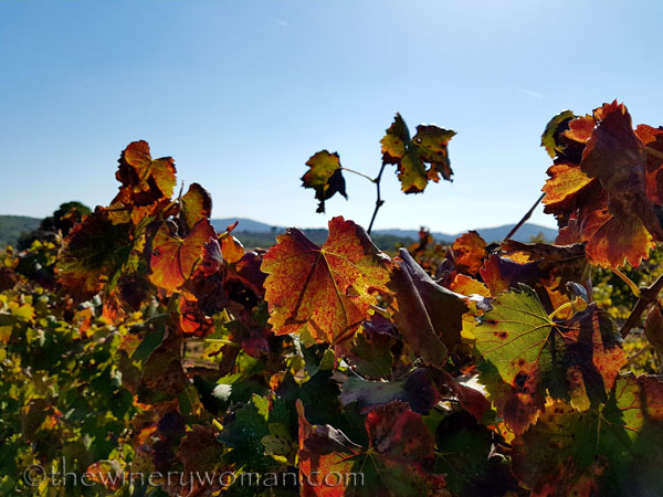 Vineyard_10.2017_TWW