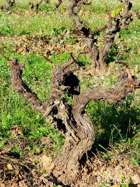 Winter_pruning2_10.24.18_TWW