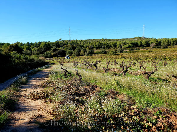 Winter_pruning3_10.24.18_TWW