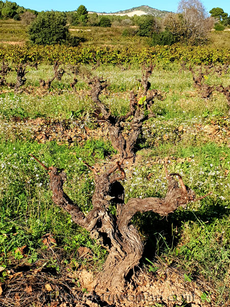 Winter_pruning5_10.24.18_TWW