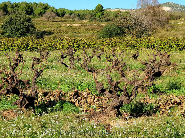 Winter_pruning7_10.24.18_TWW