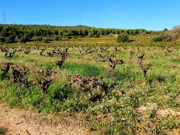 Winter_pruning_10.24.18_TWW