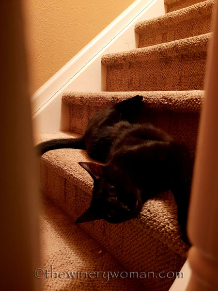 Brisket-and-Licorice7_11.9.18_TWW