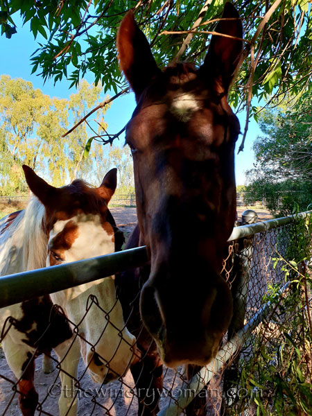 CJs_Cantina_Phoenix11_11.12.18_TWW