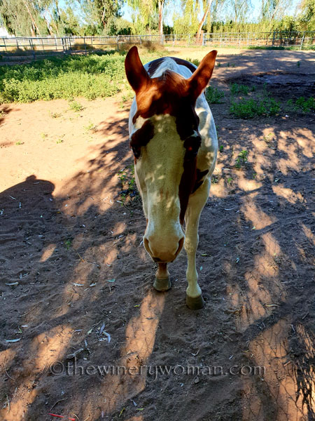 CJs_Cantina_Phoenix14_11.12.18_TWW