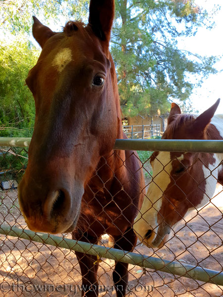 CJs_Cantina_Phoenix16_11.12.18_TWW