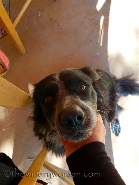 CJs_Cantina_Phoenix9_11.12.18_TWW