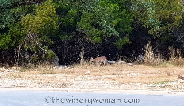 Oh_Deer2_11.17.18_TWW