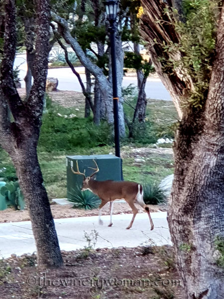 Oh_Deer4_11.17.18_TWW