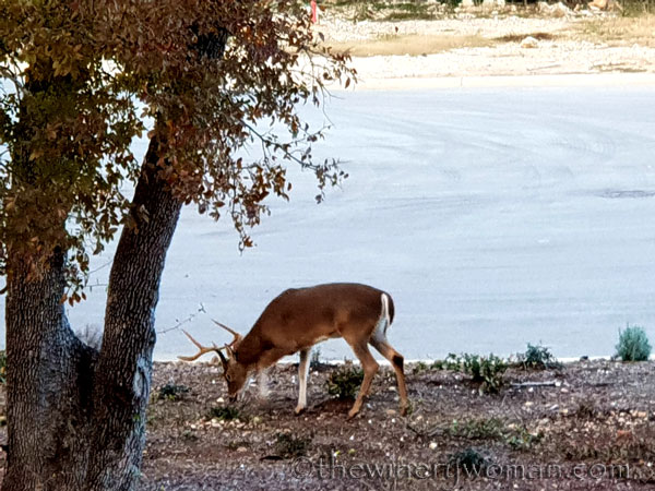 Oh_Deer_11.17.18_TWW