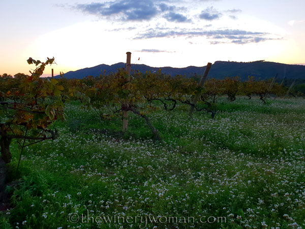 Sunset_Vineyard3_11.2.18_TWW