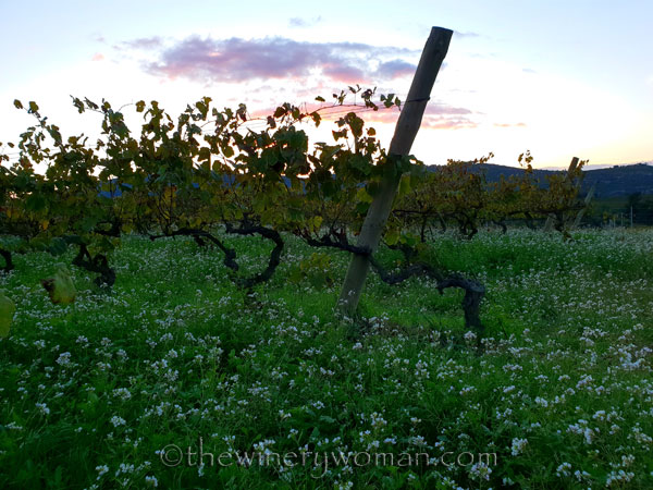 Sunset_Vineyard6_11.2.18_TWW