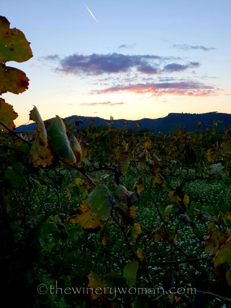 Sunset_Vineyard7_11.2.18_TWW