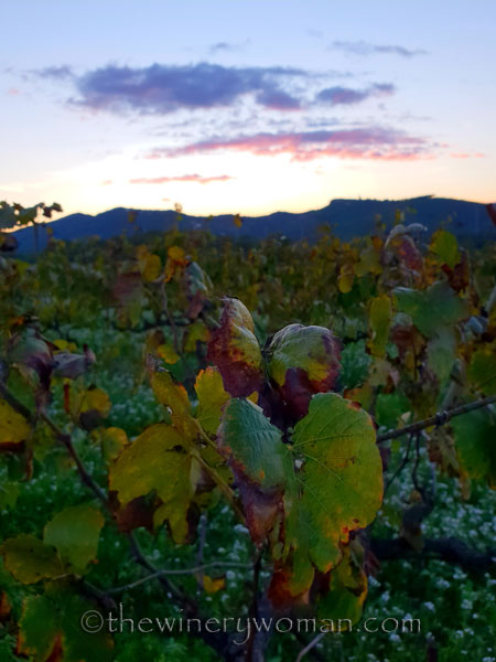 Sunset_Vineyard8_11.2.18_TWW