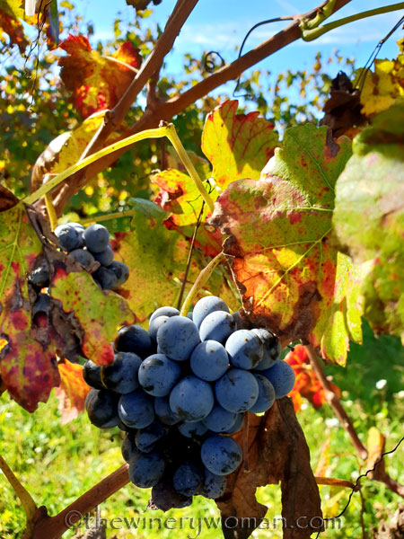 Autumn_Vineyard2_11.4.18_TWW