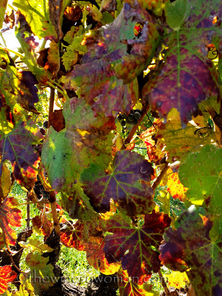 Autumn_Vineyard3_11.4.18_TWW