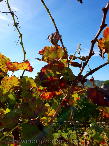 Autumn_Vineyard4_11.4.18_TWW