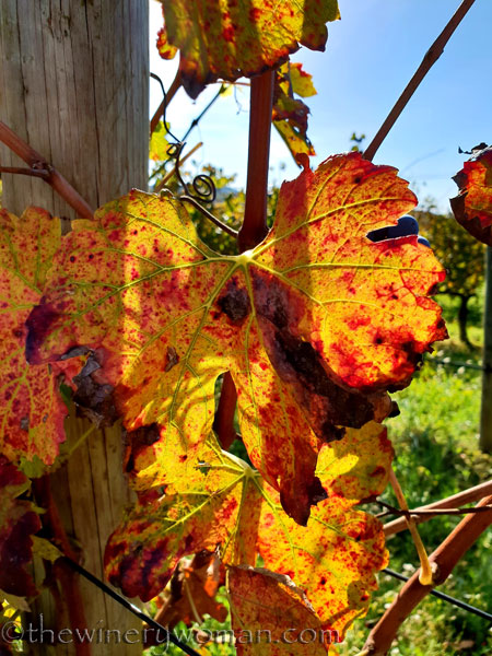 Autumn_Vineyard7_11.4.18_TWW