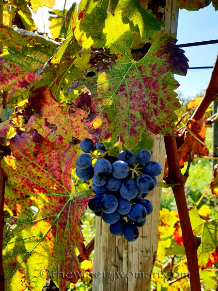 Autumn_Vineyard8_11.4.18_TWW