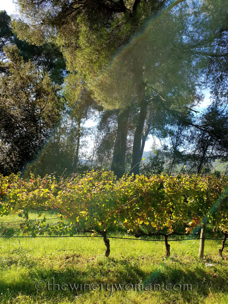 Autumn_Vineyard_11.4.18_TWW
