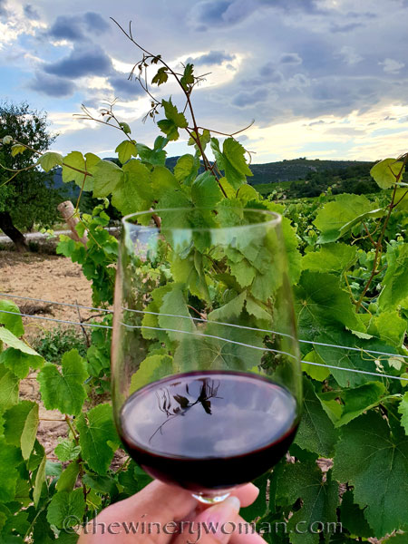 Reflections_in_my_wine_6.12.18_TWW