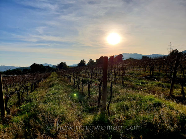 Vineyard2_12.23.18_TWW