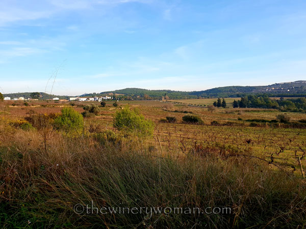 Vineyard3_12.23.18_TWW