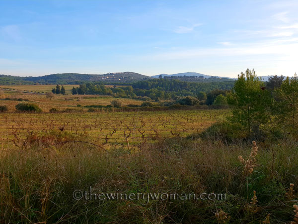 Vineyard4_12.23.18_TWW