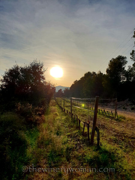 Vineyard5_12.23.18_TWW