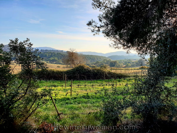 Vineyard6_12.23.18_TWW