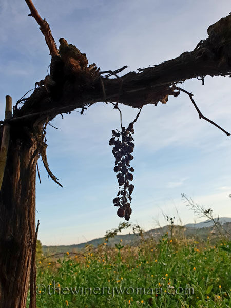 Vineyard7_12.23.18_TWW