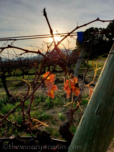 Vineyard9_12.23.18_TWW