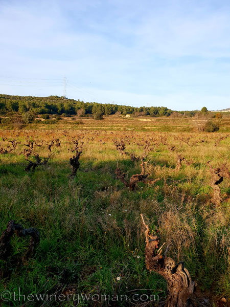 Vineyard_12.23.18_TWW