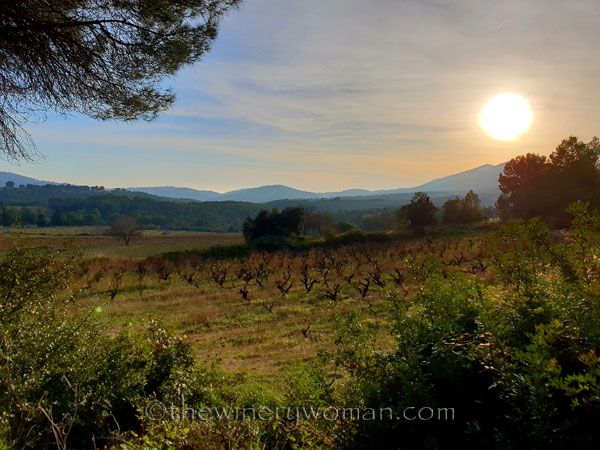 Vineyard_812.23.18_TWW