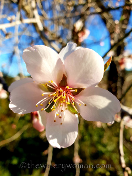 almond_blossoms10_1.6.19_tww
