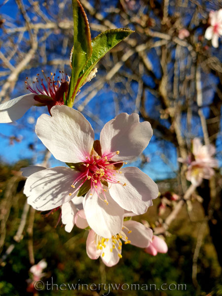 almond_blossoms11_1.6.19_tww