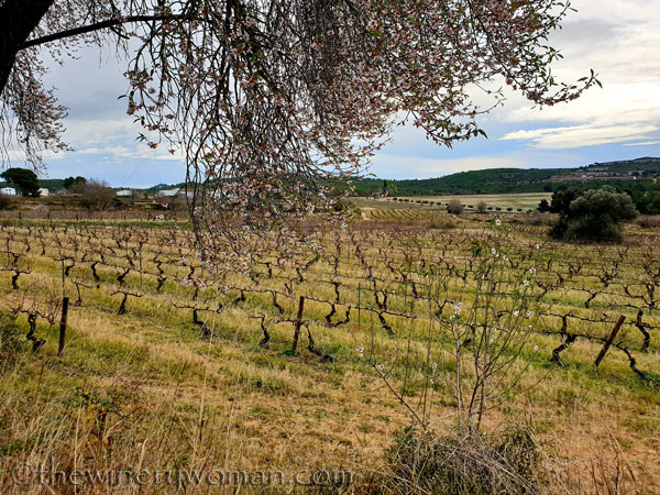 almond_blossoms12_1.31.19_tww