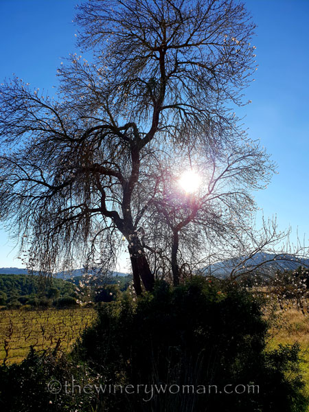 almond_blossoms14_1.6.19_tww